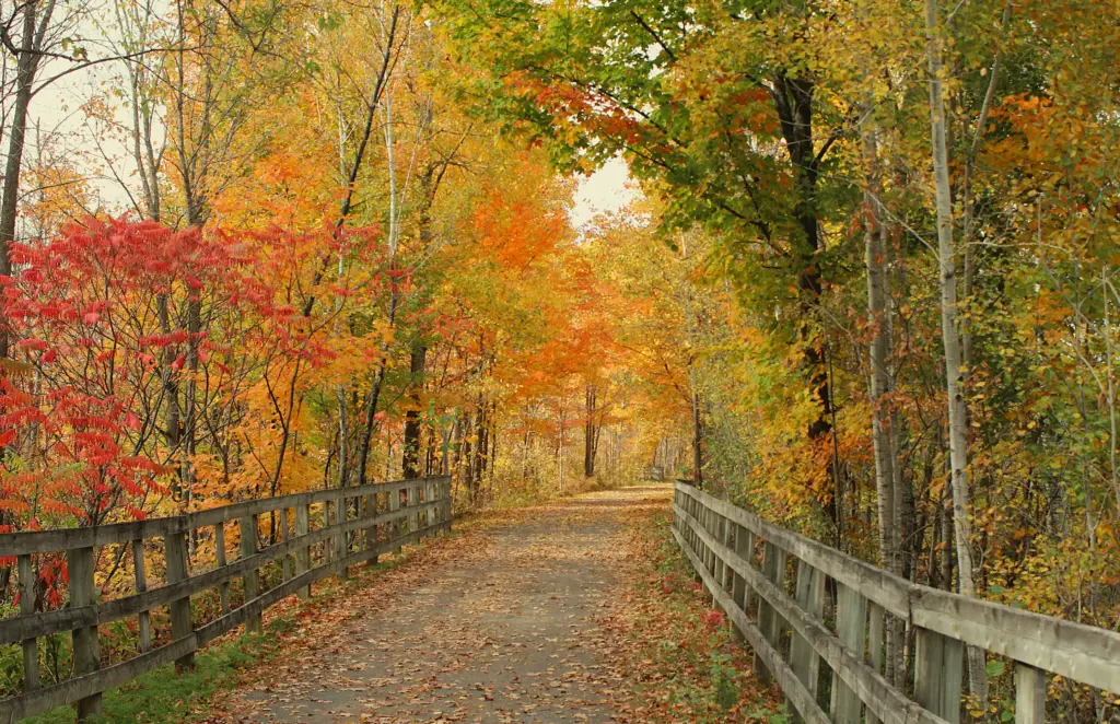 Autumn trail lined with colourful fall trees and a wooden fence